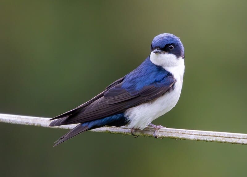 ucm-golondrina.jpg
